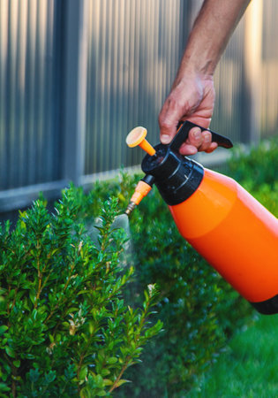 A man gardener processes boxwood bushes. Selective focus. Nature.の写真素材