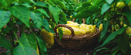 Yellow pepper harvest in the garden. Selective focus. food.の写真素材