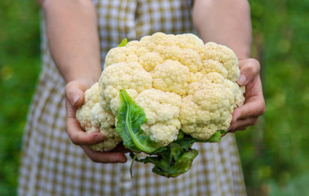 Cauliflower harvest in hands in the garden. Selective focus. Food.