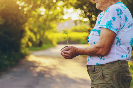 Grandmother holds a tree sprout in her hands. Selective focus. Nature.の写真素材