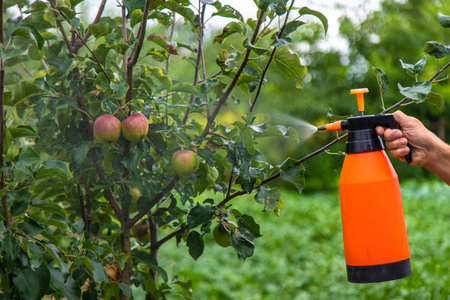 A man sprays trees in the garden. Selective focus. Nature.