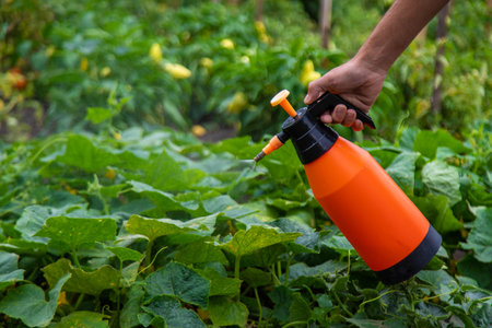 A man sprays cucumbers in the garden. Selective focus. People.