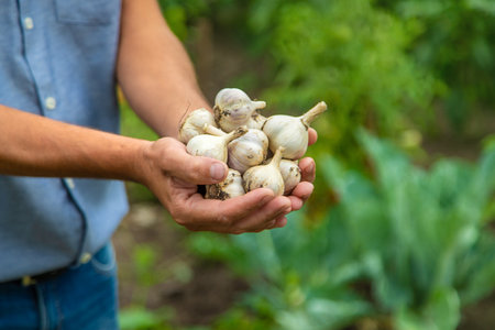 Garlic harvest in the hands of a farmer. Selective focus. Food.の写真素材