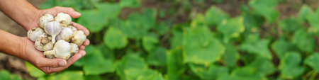 Garlic harvest in the hands of a farmer. Selective focus. Food.の写真素材
