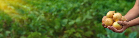 Onion harvest in the hands of a farmer. Selective focus. Food.の写真素材