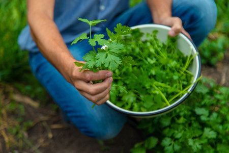 A farmer is harvesting cilantro in the garden. Selective focus. Food.の写真素材
