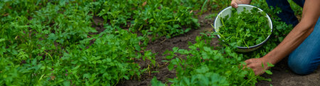 A farmer is harvesting cilantro in the garden. Selective focus. Food.の写真素材