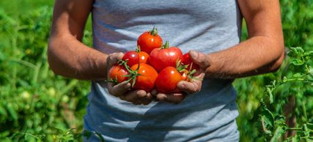 A farmer harvests tomatoes in the garden. Selective focus. Food.