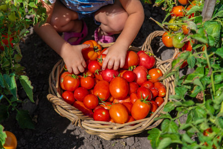 A child is harvesting tomatoes in the garden. Selective focus. Kid.の写真素材
