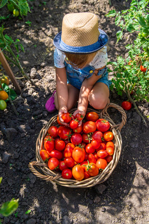 A child is harvesting tomatoes in the garden. Selective focus. Kid.の写真素材
