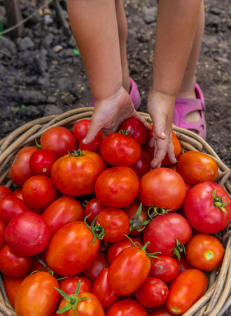 A child is harvesting tomatoes in the garden. Selective focus. Kid.の写真素材