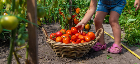 A child is harvesting tomatoes in the garden. Selective focus. Kid.の写真素材