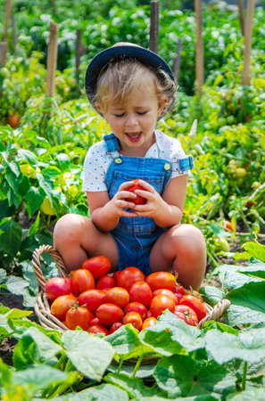 A child is harvesting tomatoes in the garden. Selective focus. Kid.の写真素材