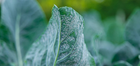 Whitefly is a pest on cabbage leaves in the garden. Selective focus. Nature.