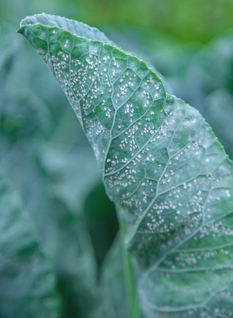 Whitefly is a pest on cabbage leaves in the garden. Selective focus. Nature.の写真素材