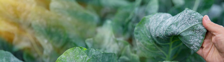 Whitefly is a pest on cabbage leaves in the garden. Selective focus. Nature.の写真素材