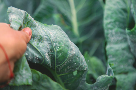 Whitefly is a pest on cabbage leaves in the garden. Selective focus. Nature.の写真素材