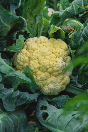 Cauliflower harvest in the garden. Selective focus. food.の写真素材
