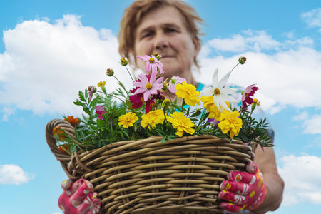 An elderly woman plants flowers in the garden. Selective focus. nature.の写真素材