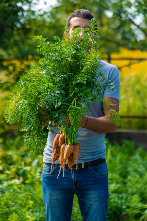 A farmer harvests carrots and beets in the garden. Selective focus. Food.の写真素材