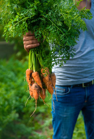 A farmer harvests carrots and beets in the garden. Selective focus. Food.の写真素材