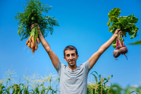 A farmer harvests carrots and beets in the garden. Selective focus. Food.の写真素材