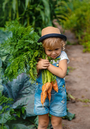 A child harvests carrots and beets in the garden. Selective focus. Nature.の写真素材