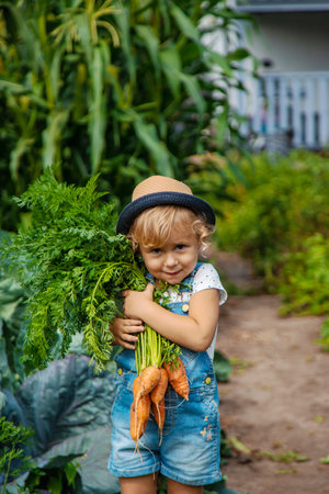 A child harvests carrots and beets in the garden. Selective focus. Nature.の写真素材