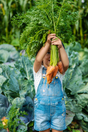 A child harvests carrots and beets in the garden. Selective focus. Nature.の写真素材