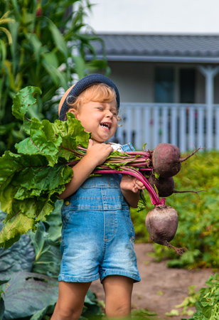 A child harvests carrots and beets in the garden. Selective focus. Nature.の写真素材