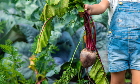 A child harvests carrots and beets in the garden. Selective focus. Nature.の写真素材
