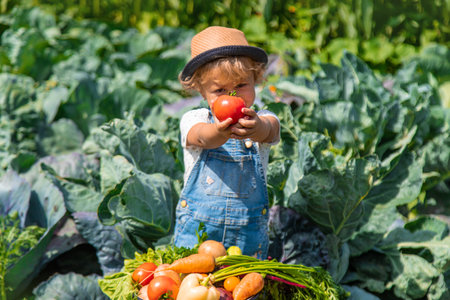 A child harvests vegetables in the garden. Selective focus. Food.の写真素材