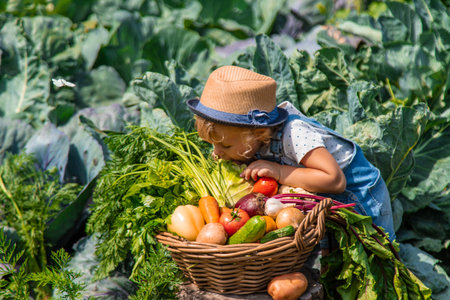 A child harvests vegetables in the garden. Selective focus. Food.の写真素材