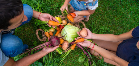 A family harvests vegetables in the garden. Selective focus. Food.の写真素材
