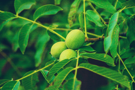 Green walnuts on the tree. Selective focus. Kid.の写真素材