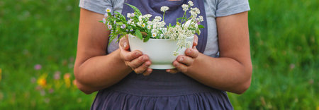 A woman in the garden collects medicinal herbs for tinctures and alternative medicine. Selective focus. Nature.の写真素材