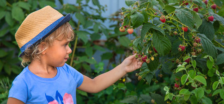 A child picks raspberries in the garden. Selective focus. Kid.の写真素材