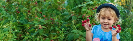 A child picks raspberries in the garden. Selective focus. Kid.の写真素材