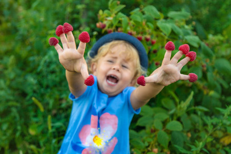 A child picks raspberries in the garden. Selective focus. Kid.の写真素材