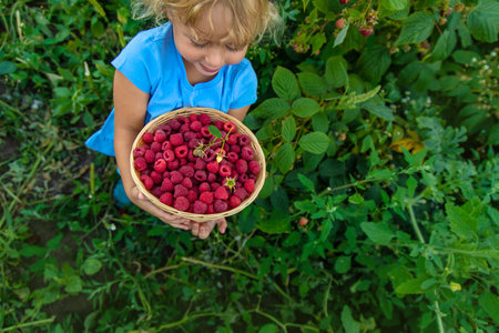 A child picks raspberries in the garden. Selective focus. Kid.の写真素材