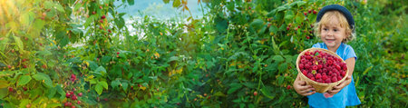 A child picks raspberries in the garden. Selective focus. Kid.