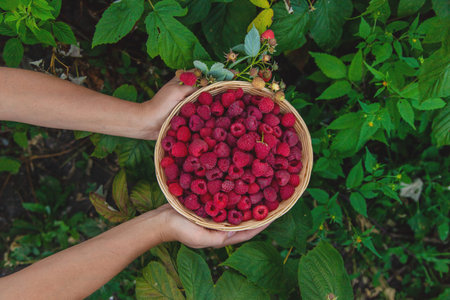 A woman harvests raspberries in the garden. Selective focus. food.