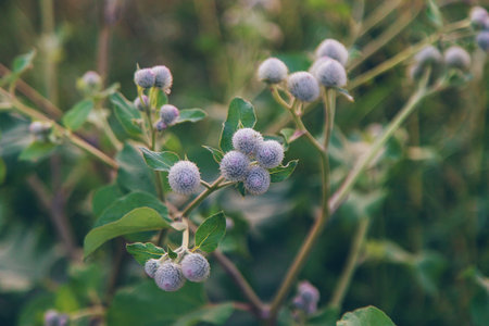 burdocks grow in the garden. Selective focus. Nature.