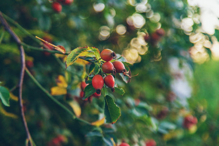Rose hips in the garden. Selective focus. Food.の写真素材