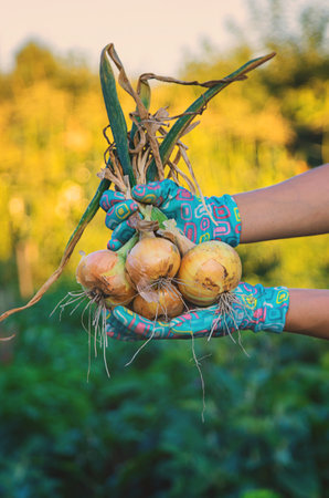 Farmer harvesting onions in the garden. Selective focus. Food.の写真素材