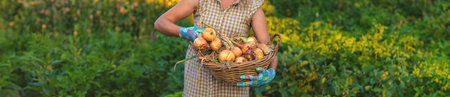 Farmer harvesting onions in the garden. Selective focus. Food.の写真素材