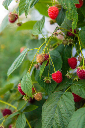 Ripe raspberries in the garden. Selective focus. Nature.