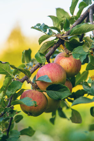 Apple harvest on the tree. Selective focus. Food.の写真素材