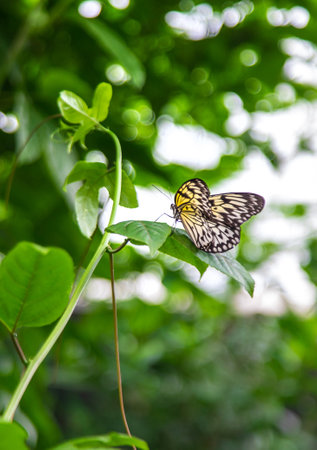 Beautiful butterfly in the garden. Selective focus. Nature.の写真素材