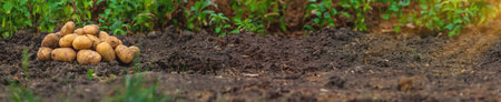 Potato harvest in the garden. selective focus. Food.の写真素材